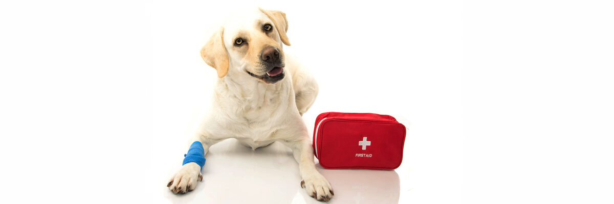 pale labrador retriever dog with pet first aid kit and bandage on front leg