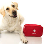 pale labrador retriever dog with pet first aid kit and bandage on front leg