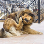 Tibetan Mastiff Dog Scratching; allergies in pets