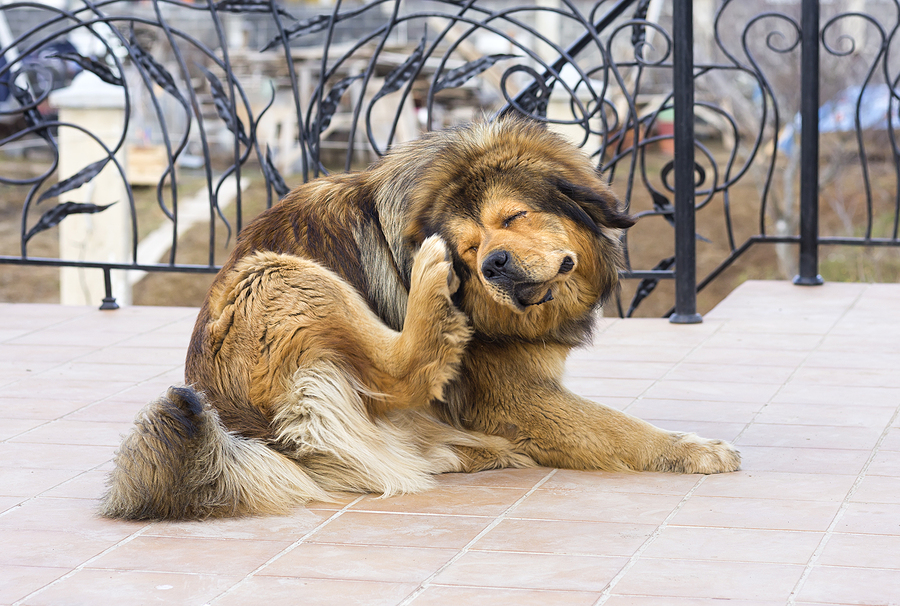 Tibetan Mastiff Dog Scratching; allergies in pets