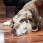 Old Dog Resting Indoors; senior pet care