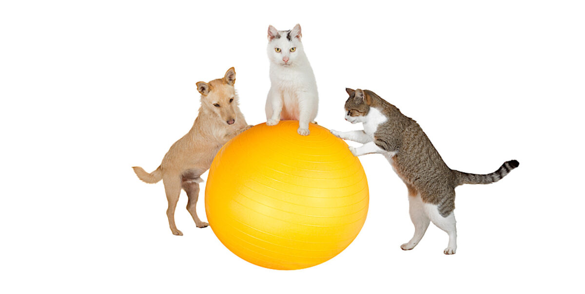 Fun conceptual image of three family pets a jack russell terrier and two cats working out in the gym doing balancing and stretching exercises with a pilates ball isolated on white; physical activity