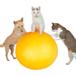 Fun conceptual image of three family pets a jack russell terrier and two cats working out in the gym doing balancing and stretching exercises with a pilates ball isolated on white; physical activity