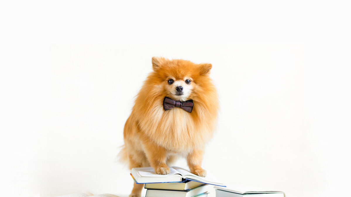 creative intelligent, smart, serious dog pomeranian spitz professor with bow tie reading book, debunking common pet myths