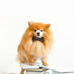 creative intelligent, smart, serious dog pomeranian spitz professor with bow tie reading book, debunking common pet myths