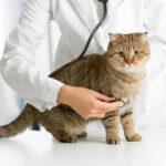 Cat showing signs of illness being examined in veterinarian clinic