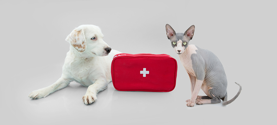 pets first aid emergency kit. Cat and dog with pet emergency care kit. Isolated on gray background