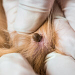 Veterinarian doctor removing a tick from a pet; fleas and ticks