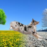 winter and summer landscape with trees and blue sky, with leaping dog changing seasons; year-round dog