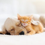 Cat and dog sleeping together. Kitten and puppy taking nap. Home pets. Domestic animals. New pet