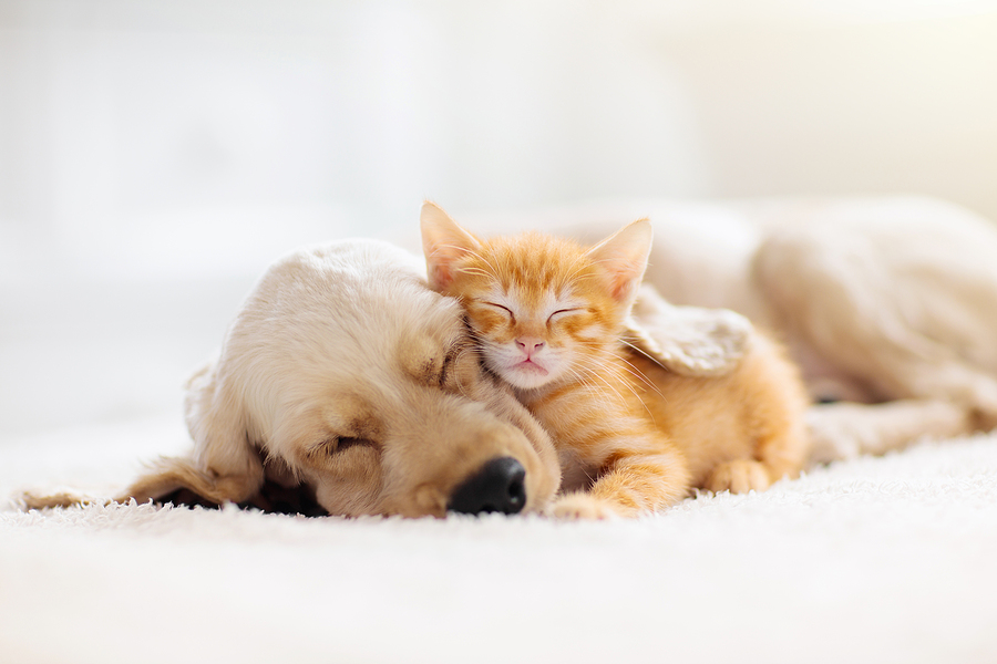 Cat and dog sleeping together. Kitten and puppy taking nap. Home pets. Domestic animals. New pet