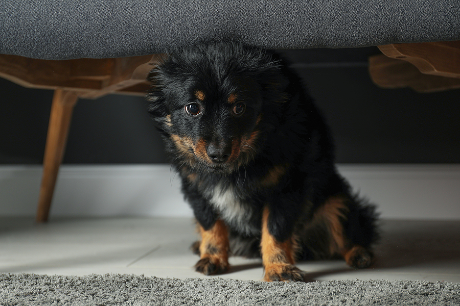 Stressed dog hiding under sofa.