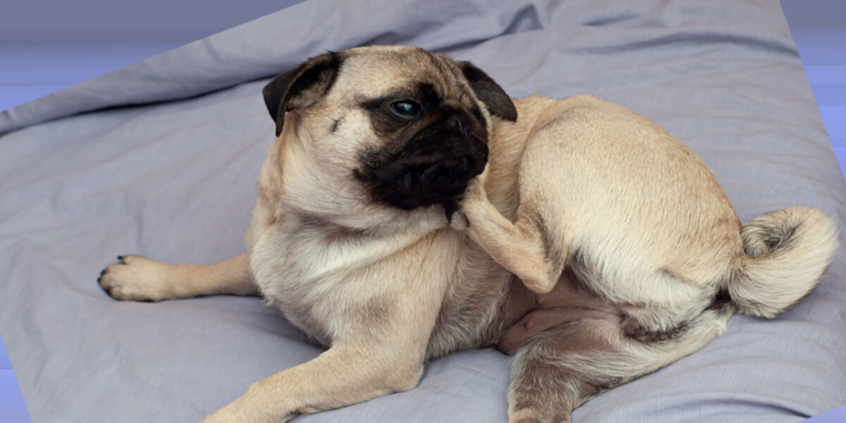 pug dog scratching self due to pet allergies