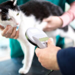 Veterinarian identify cat by microchip implant