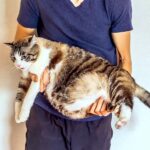 fat cat held by veterinarian; pet obesity, pet healthy weight