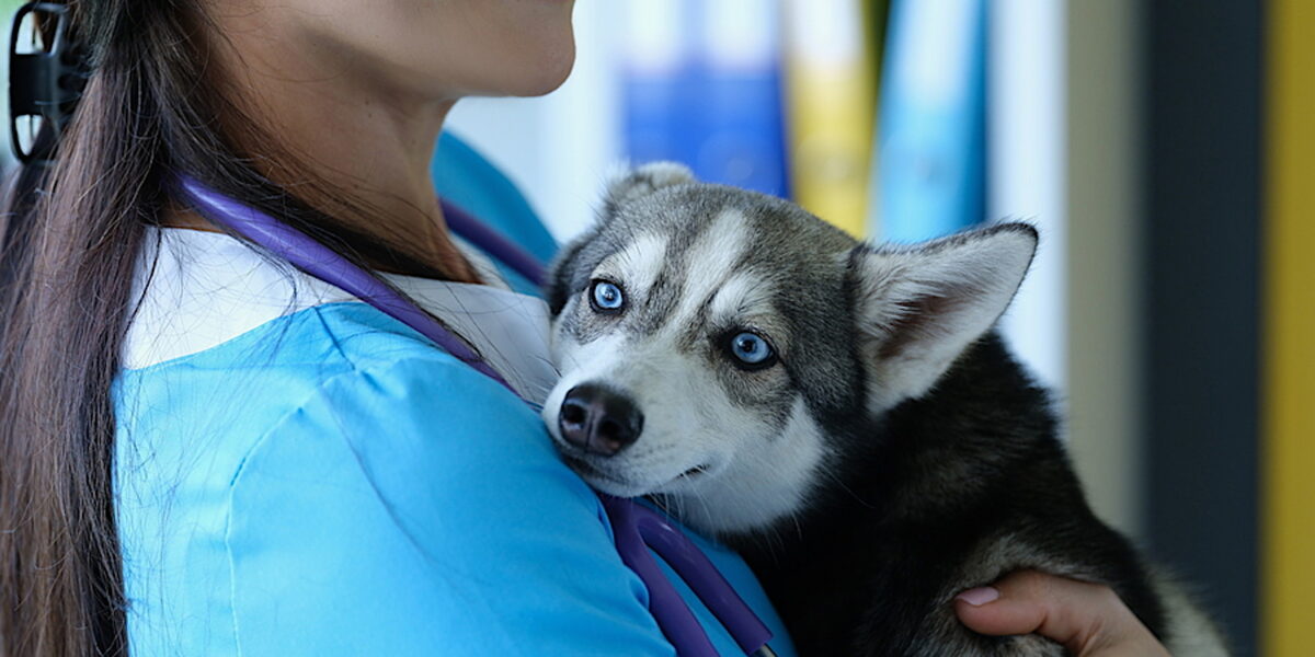 Veterinarian at reception is holding frightened little husky in arms; stress-free vet visits