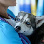 Veterinarian at reception is holding frightened little husky in arms; stress-free vet visits