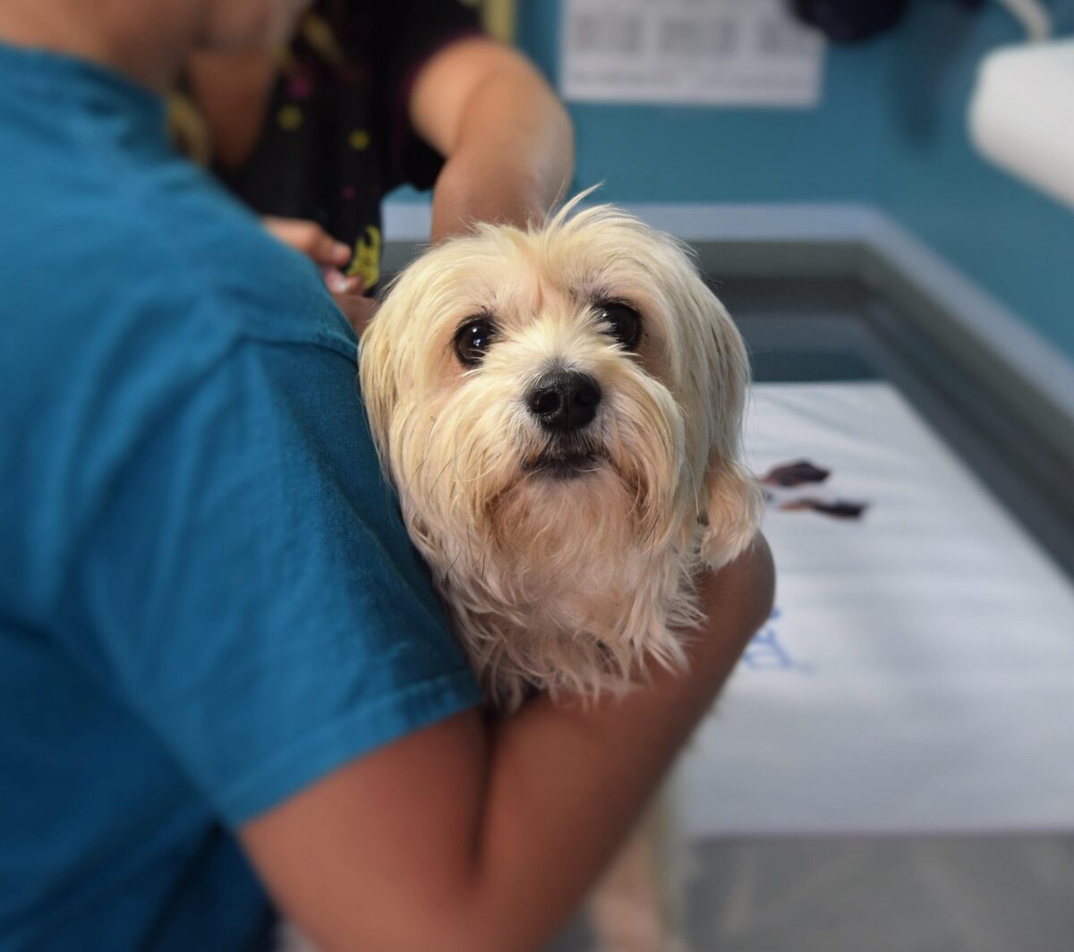 dog in caring veterinarian's arms in exam room, about to receive extraordinary care. Image by J C from Pixabay