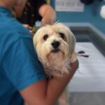 dog in caring veterinarian's arms in exam room, about to receive extraordinary care. Image by J C from Pixabay