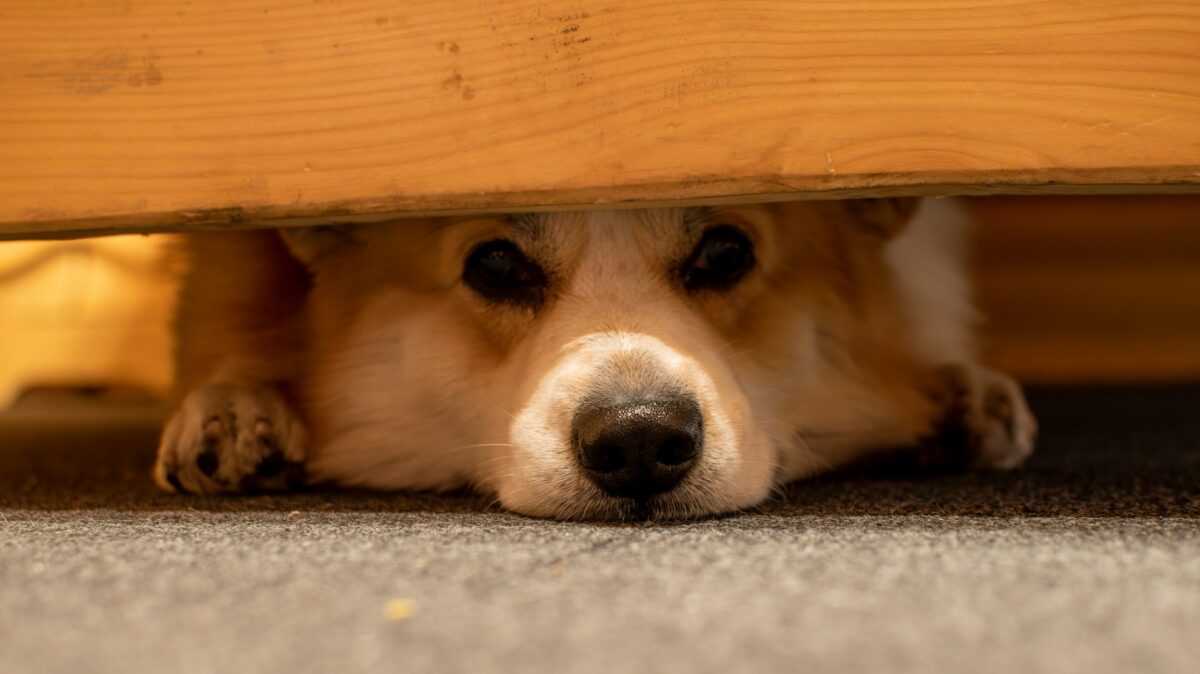 Noise anxiety: Scared dog. Photo by Yevhen Stienin on Unsplash