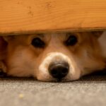 Noise anxiety: Scared dog. Photo by Yevhen Stienin on Unsplash