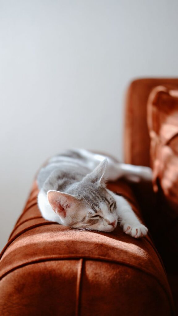Resting Respiratory Rate; cat relaxing or sleeping